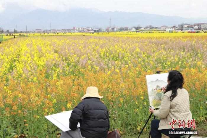  金色花海绽放乡野，汉中春日活力迸发。 文化旅游