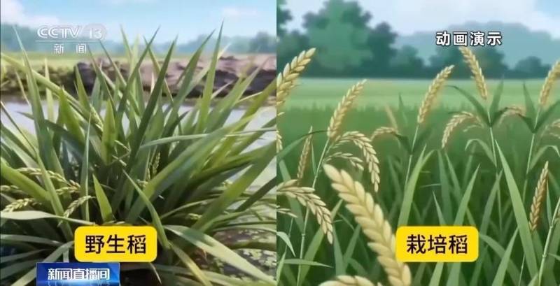  我国科学家克隆水稻长寿基因；多年生特性重现田间 新闻