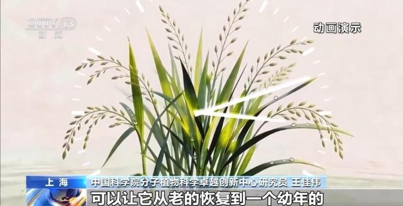 我国科学家克隆水稻长寿基因；多年生特性重现田间 新闻