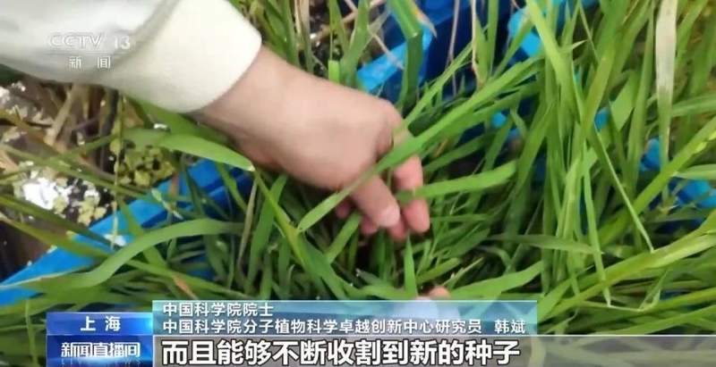  我国科学家克隆水稻长寿基因；多年生特性重现田间 新闻