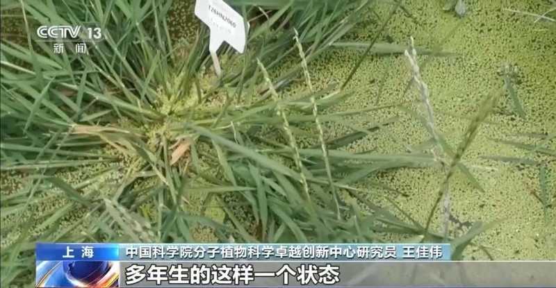  我国科学家克隆水稻长寿基因；多年生特性重现田间 新闻