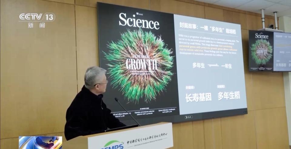  我国科学家克隆水稻长寿基因；多年生特性重现田间 新闻
