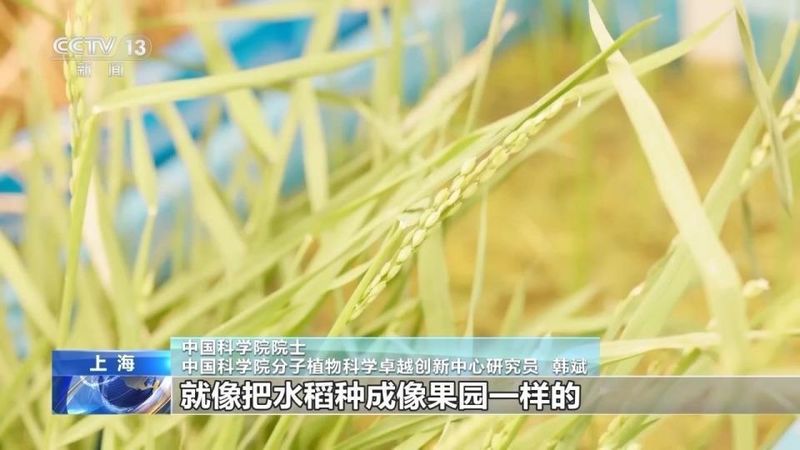  我国科学家克隆水稻长寿基因；多年生特性重现田间 新闻