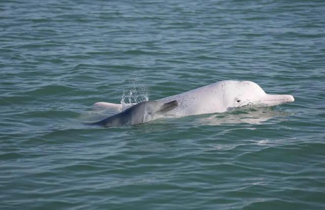  技术解码：中华白海豚声呐系统如何被快艇噪音“致盲”？ 新闻