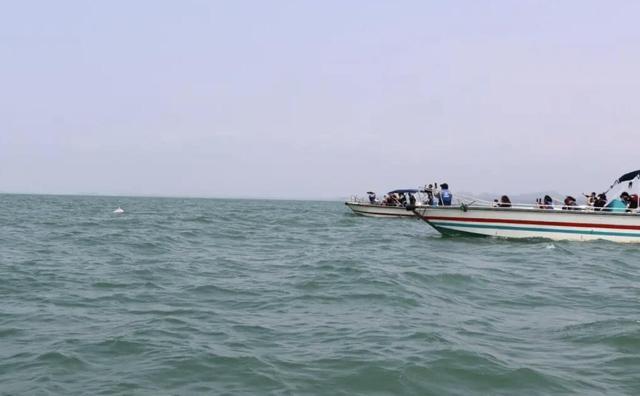  技术解码：中华白海豚声呐系统如何被快艇噪音“致盲”？ 新闻