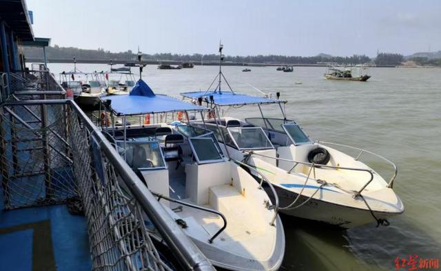  技术解码：中华白海豚声呐系统如何被快艇噪音“致盲”？ 新闻